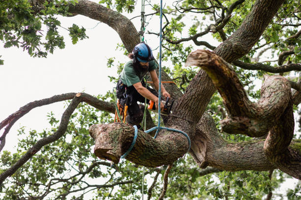 How Our Tree Care Process Works  in  Lennox, CA