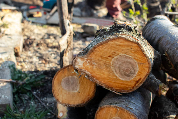 Tree and Shrub Care in Lennox, CA