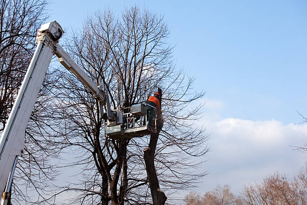 Professional Tree Care in Lennox, CA